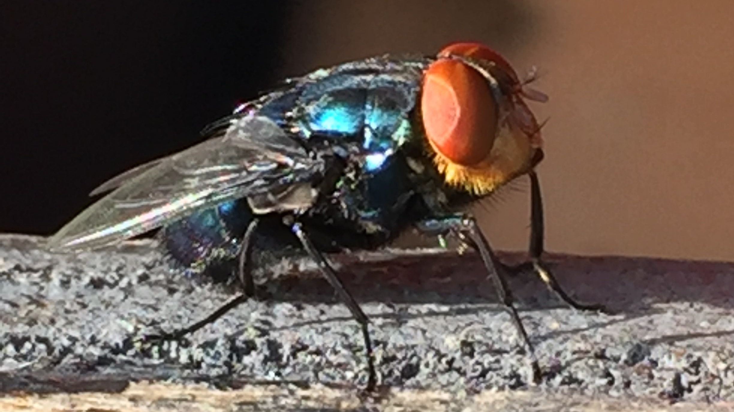 this fly carries the disease